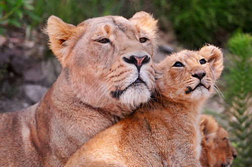 Another lovely lion picture! ;) by Tambako the Jaguar