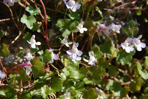 ivy leaved toadflax