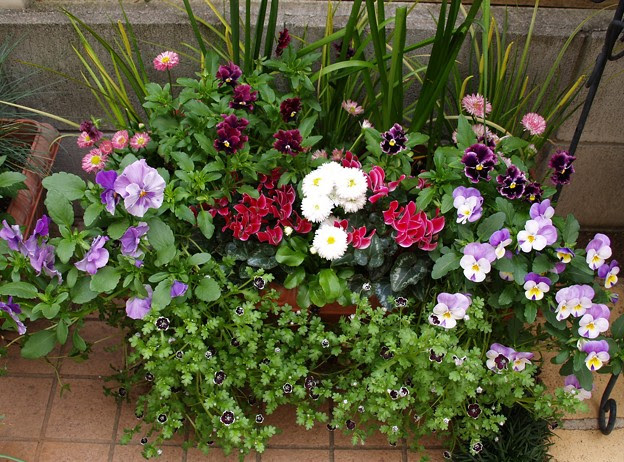 ガーデンシクラメンの寄せ植え 写真共有サイト フォト蔵