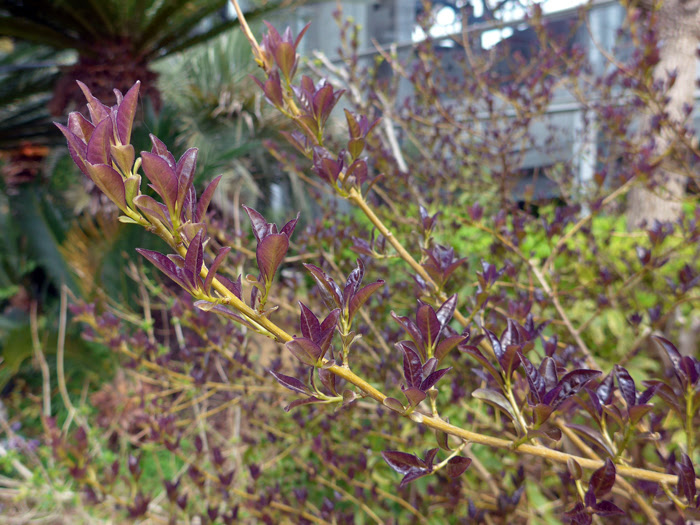 ニオイバンマツリ 植物写真鑑