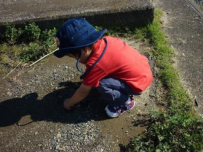 幼児の宝物 小石が大好きで興味を持つ 1歳9ヶ月 ぼにょ朗育児日記