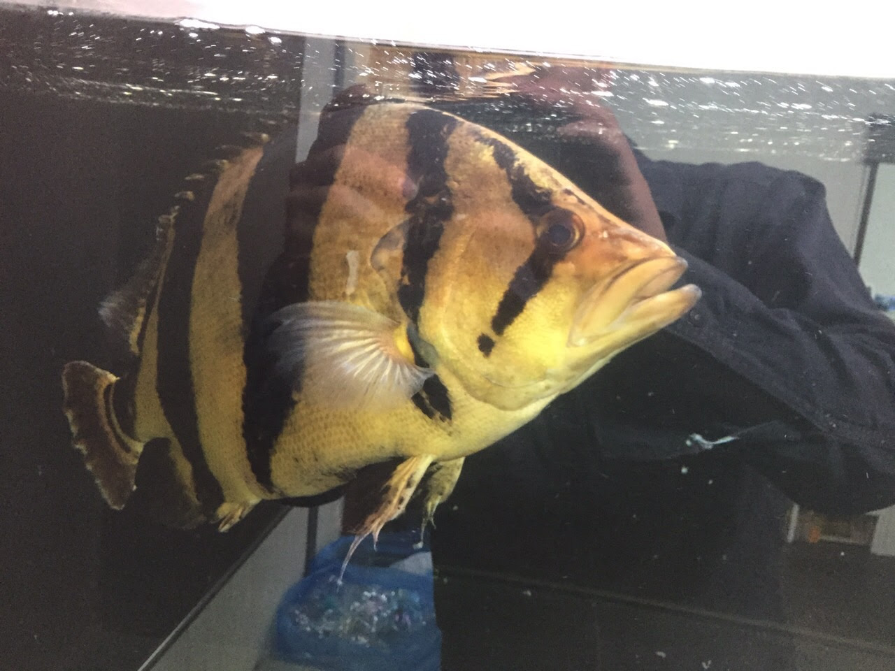 16年01月の記事 古代魚クラブ播州連合