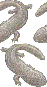 大山椒魚 オオ サンショウウオのイラスト 条件付フリー素材集