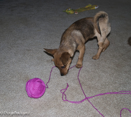 Poppy Crochet