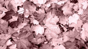 Color Trends Fall 2022