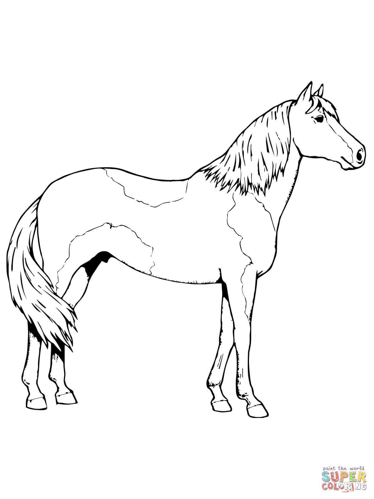 Pinto Horse Coloring Pages at GetColorings.com | Free ...