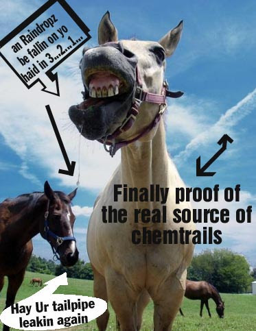 Pictures Funny Horses on Lolhorses Com Funny Horse Pictures Photos Videos