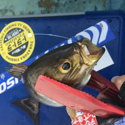 外房大原でイサキ シマアジ釣り 絶品のお刺身を食べたくて ハヤブサlady 隼華 Hayaka