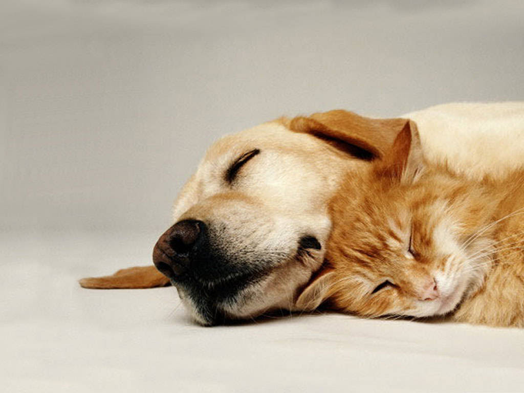 Cats and dogs backgrounds pets wallpapers
