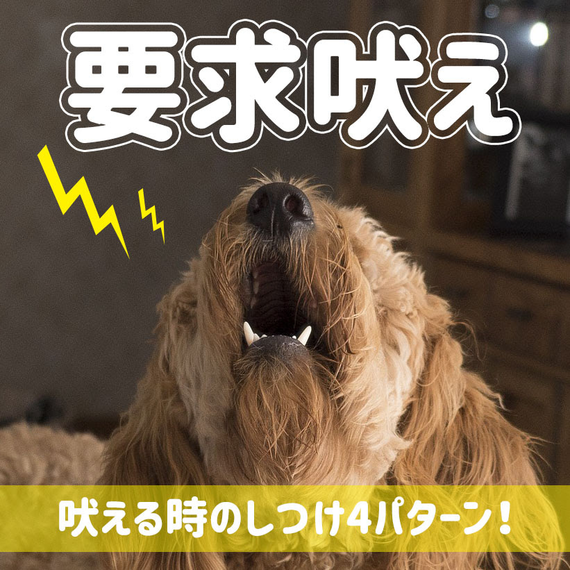 犬の要求吠えの原因とは 吠える時のしつけ4パターン