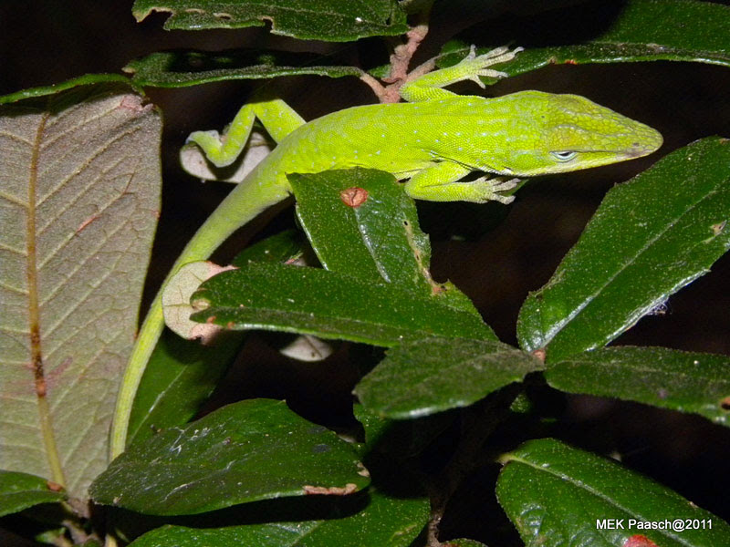 Green Anole
