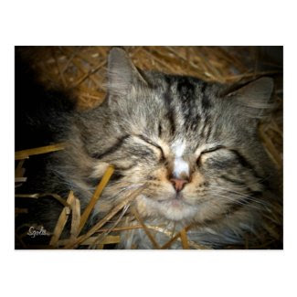 Feral Cat Sleeping in Winter Shelter Post Card