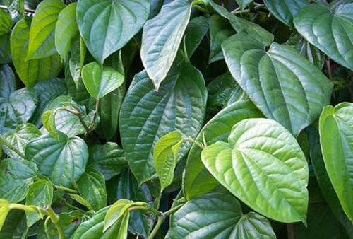 Sử dụng lá trầu không là phương pháp tẩy lông được truyền từ dân gian