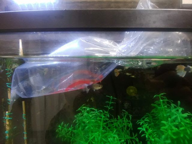 水槽日記44 ヤマトヌマエビ 2匹投入 19 12 17