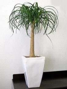 ポニーテールの育て方 自然と暮らす 観葉植物