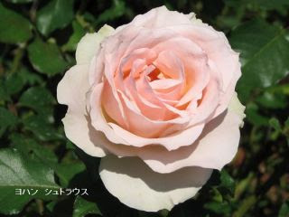 ピンク系薔薇