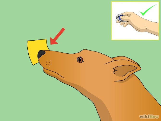 Train Your Dog to Shake Its Head Step 8.jpg