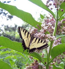 Yellow swallowtail on milkweed.