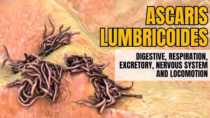 Ascaris lumbricoides: Digestive, Respiration, Excretory, Nervous System & Locomotion | Parasitology