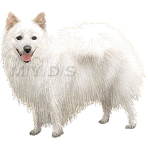 日本スピッツのイラスト 条件付フリー素材集