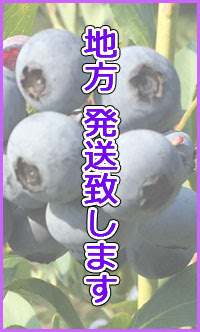 初心者のための失敗しないブルーベリーの育て方 ブルーベリー地頭農園