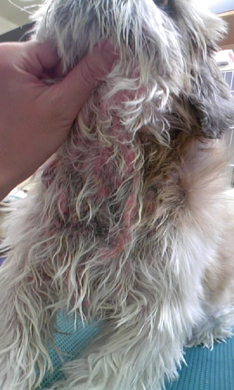 シーズーのバロン君 脂漏症 いぬどころ店長のアレルギー対策ブログ