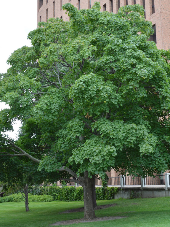 Basic Tree | Tree Identification | Regional and Community