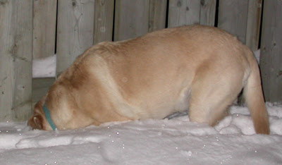 December 2008 Snowfall