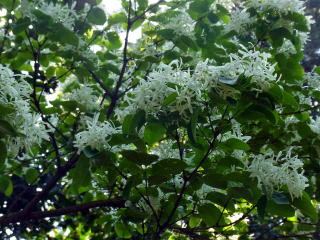 木の花 野の花写真館 19 5 19 New 私が好きな木の花を紹介します 左はナンジャモンジャ ヒトツバタゴ 右はセンダン 栴檀 花盛りの時期は 壮観です センダンは 花びらは白いのだけれど 中央が藍色 遠目だと ピンクが