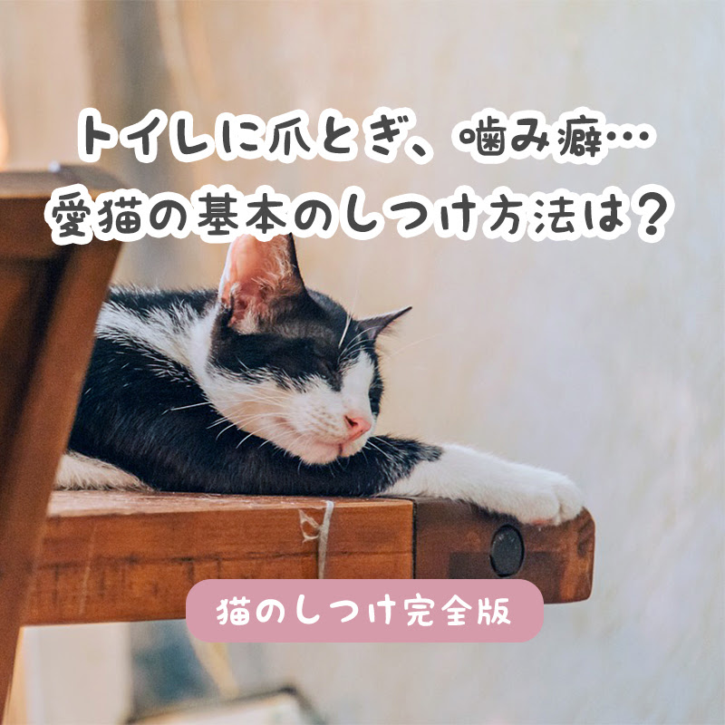 猫のしつけ完全版 トイレに爪とぎ 噛み癖 愛猫の基本のしつけ方法は