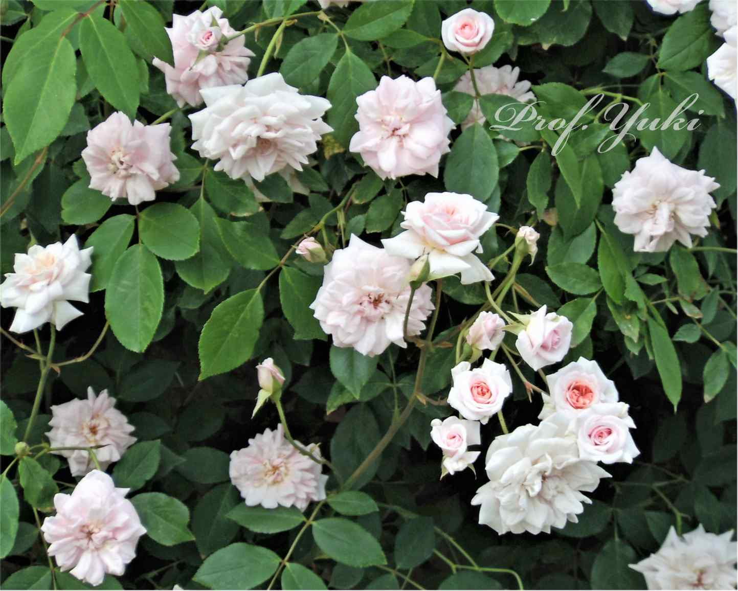 京都府立植物園のバラ園で華麗なツルバラのススタンダード仕立てを見てきました プロフ ユキのブログ