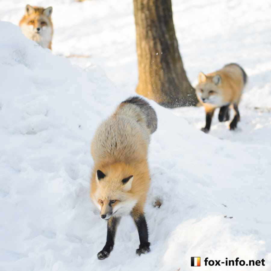 キツネ キツネ写真館