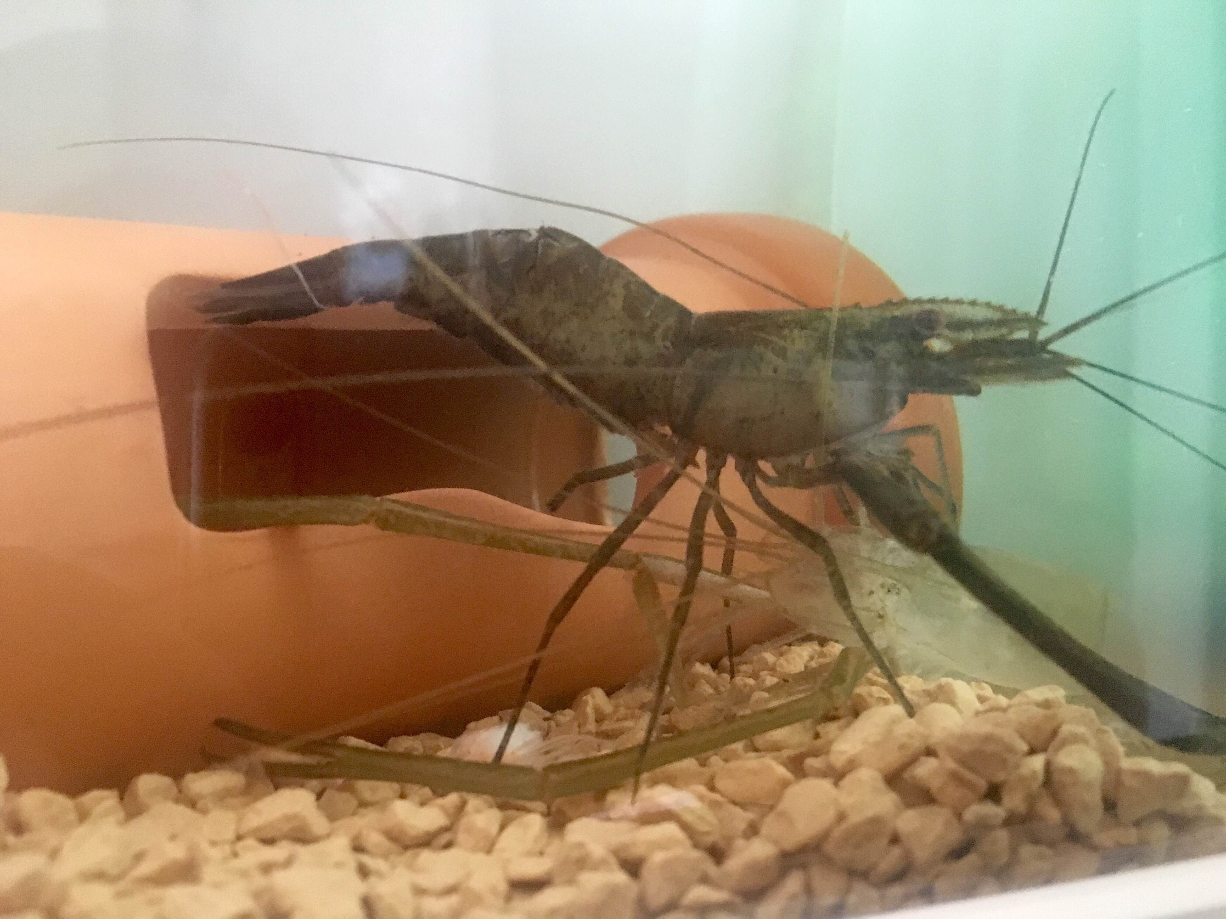テナガエビ 飼育 水辺の時間