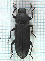 食 ゴミムシダマシ科