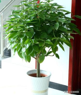 家門口擺放什麼植物 千萬不亂擺這些植物不僅美觀還能招財進寶 每日頭條
