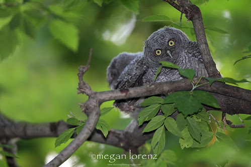 When I heard the news....I think I had the same expression! by Megan Lorenz