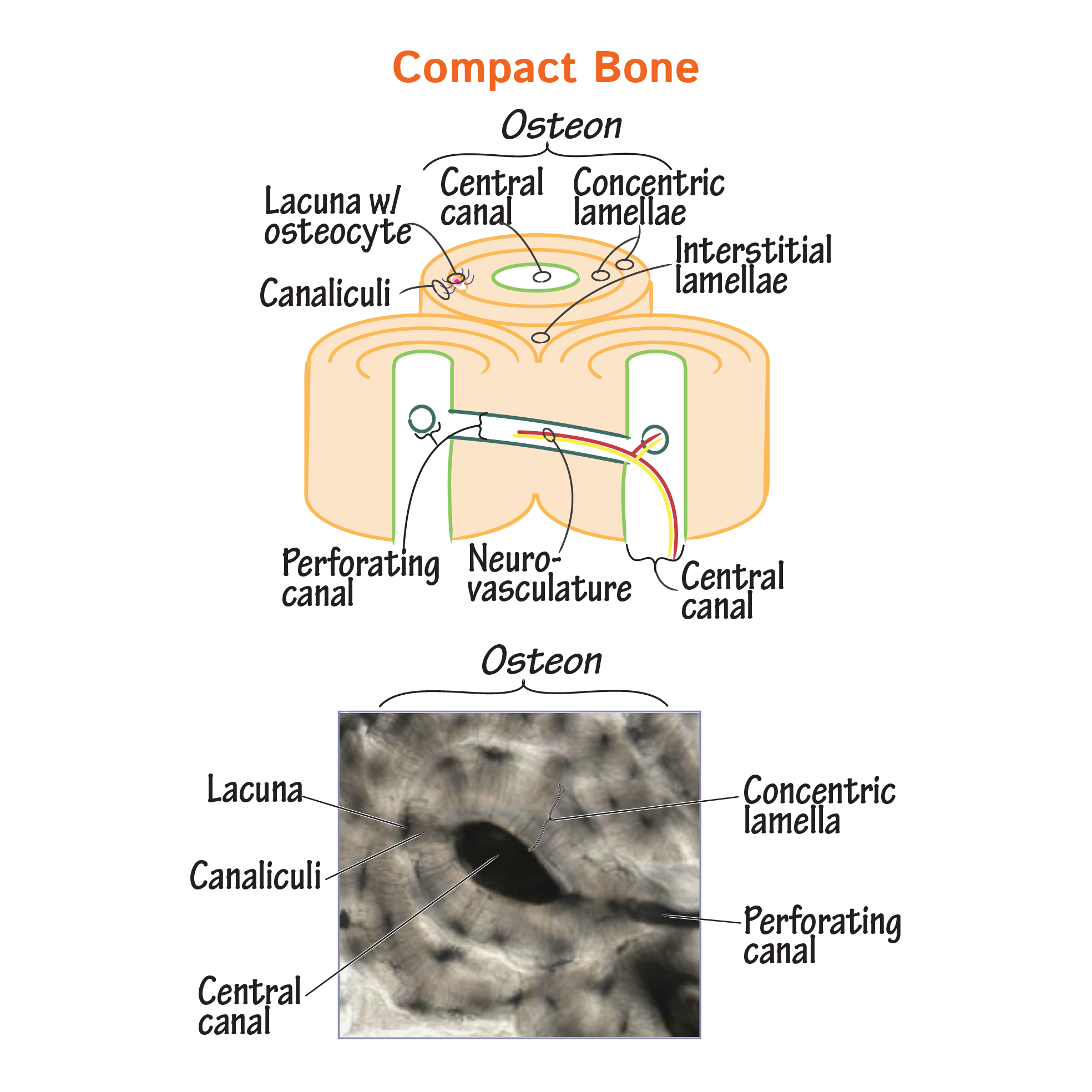 Histology Compact Bone Histology Flashcards Draw It To Know It