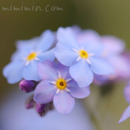 ワスレナグサ 勿忘草 忘れな草 の花の写真 花言葉 名前の由来 みみみんブログ