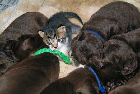 These photos taken by Chris, of kittens and labrador puppies sleeping and 