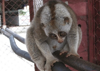 キュン死に注意 ナマケモノに間違えられていたのんびり屋の猿 おにぎりを食べる スローロリス の挙動が可愛すぎる 珍獣図鑑アルパカパカス