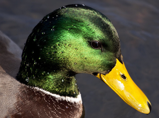 mallard