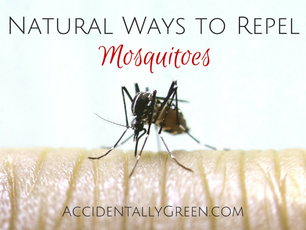 Natural Ways to Repel Mosquitoes â€¢ Accidentally Green - Did you know there are many natural ways to repel mosquitoes? Since all of  these