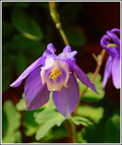 columbine