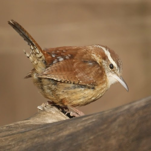 Carolina Wren