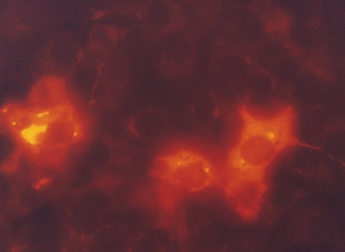 FLAG® M2Cy3™ monoclonal antibody (DYKDDDDK tag) produced in mouse
