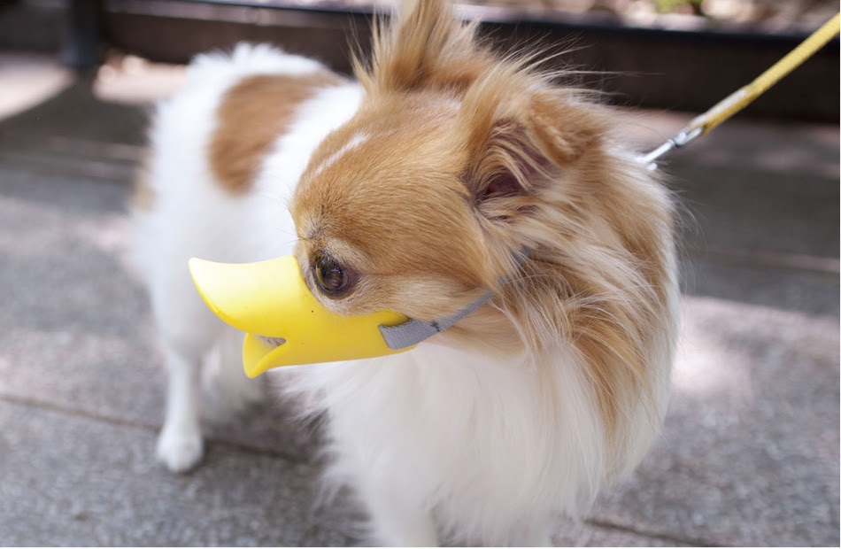 所属 彼女 真剣に 犬 猿ぐつわ Smerfspecialmarkets Com