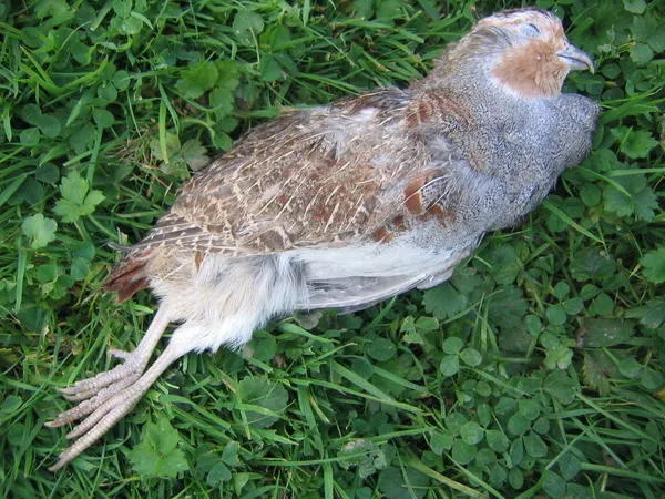 Comment Plumer Dépecer Et Vider Du Gibier Tartine Jeanne