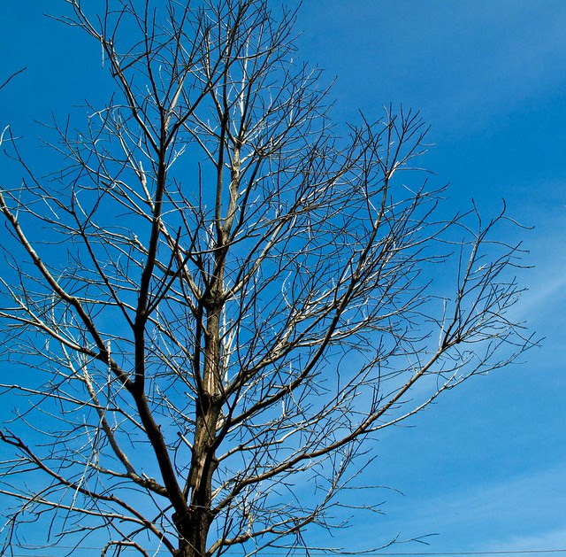 IMG_1963 枯树, Dead tree