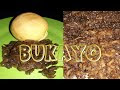 How To Make Buko Jam - Bukayo | Panlasang Pinoy - Lutong Bahay Recipe