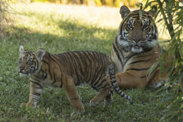 Sumatran tiger cubs at Disney's Animal Kingdom